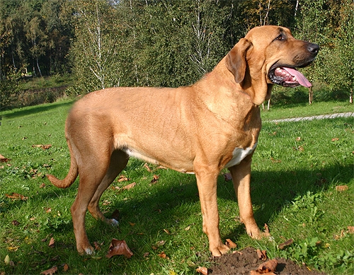 Gamle Danere's Gefion